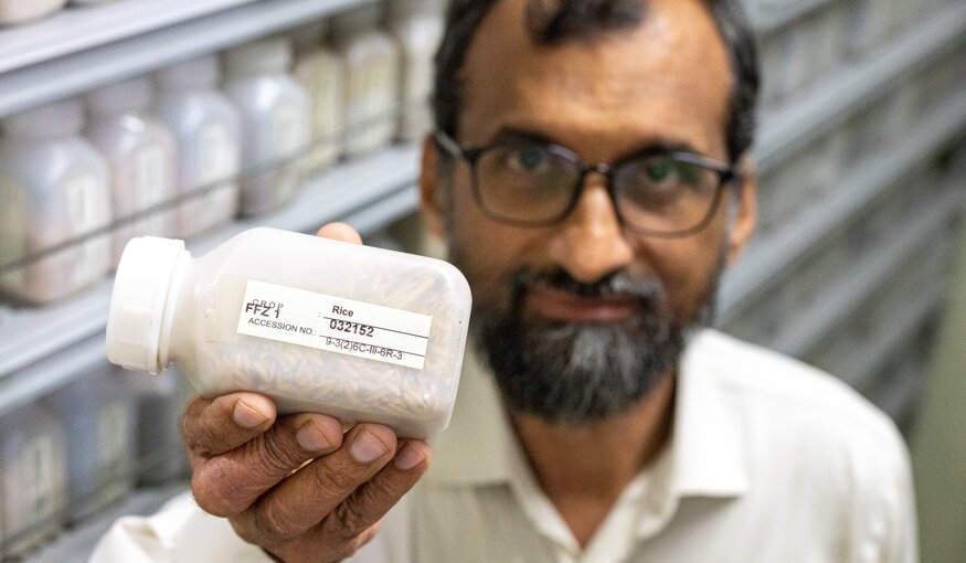 From Genebank Shelves To Farmers’ Fields In Pakistan
