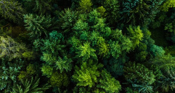 Shot of a forest from above.